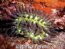 Brillant colours of the Fat Anemone(Cribrinopsis crassa) ... by Marko Perisic 